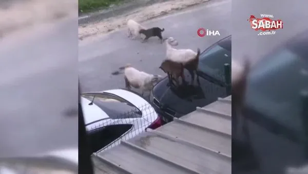 Arabanın kaputunda tepinen keçiler kamerada | Video