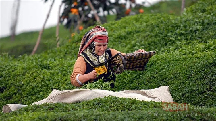 E devlet çay hasadı yol izin belgesi nasıl alınır? Çay hasadı için seyahat izin belgesi başvuruları nasıl ve nereden yapılır?