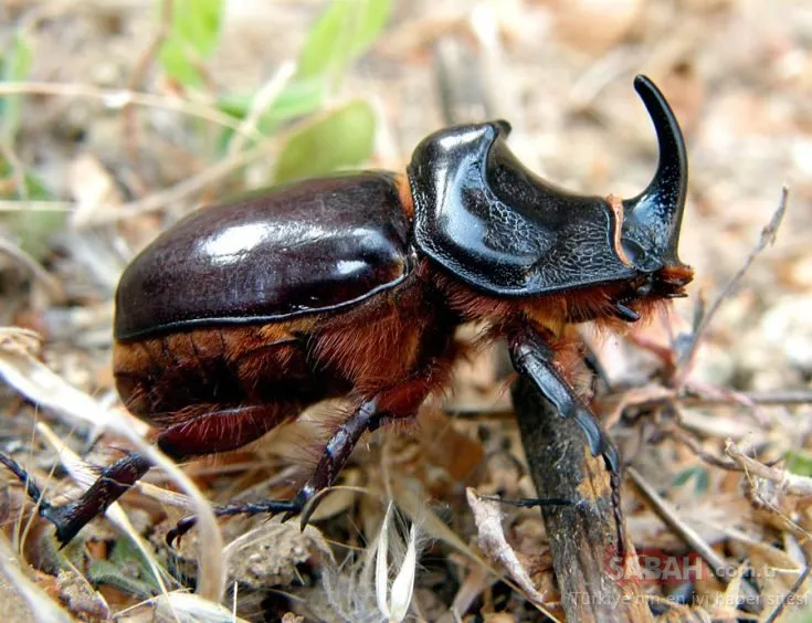 Bilecik’te dünyanın en güçlü böceği olarak bilinen Gergedan böceği görüldü