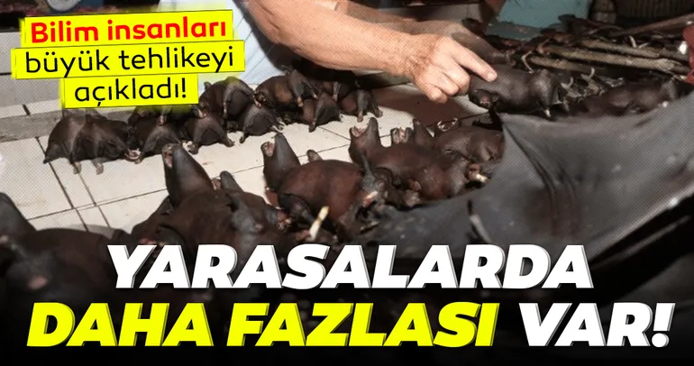 Son Dakika Haberi: Bilim insanları açıkladı, dünya dehşete düştü! Yarasalarda çok daha fazlası var