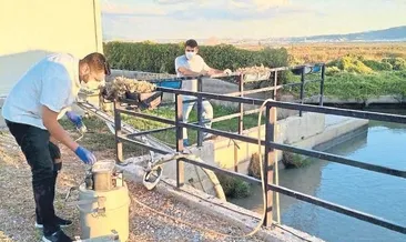 Balık ölümlerine Bakanlık el koydu