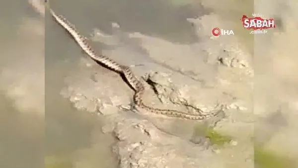 Yılanın yakaladığı kurbağayı kıyıya getirmek için verdiği mücadele kamerada | Video