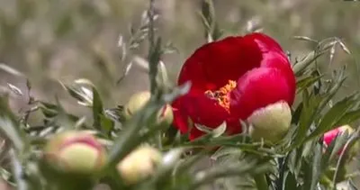 Manisa Spil Dağı’nda bahar güzellikleri görsel şölen sunuyor