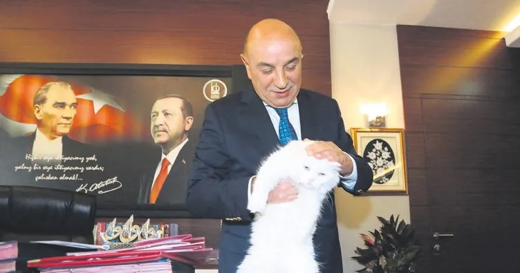 İşitme engelli Ankara kedisi Altınok’un koruması altında