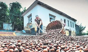 Kokarca alarmı #trabzon