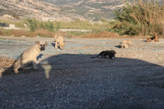 hatayda-4-mahalleye-kuduz-karantinasi-basibos-kopekler-toplaniyor-1748934513416.jpg Hatay'da 4 mahalleye kuduz karantinası: Başıboş köpekler toplanıyor!
