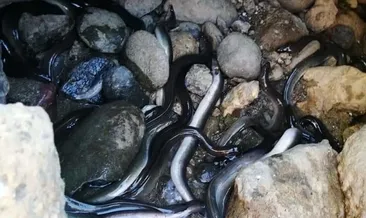 Barajın kapakları kapatıldı, binlerce balık öldü