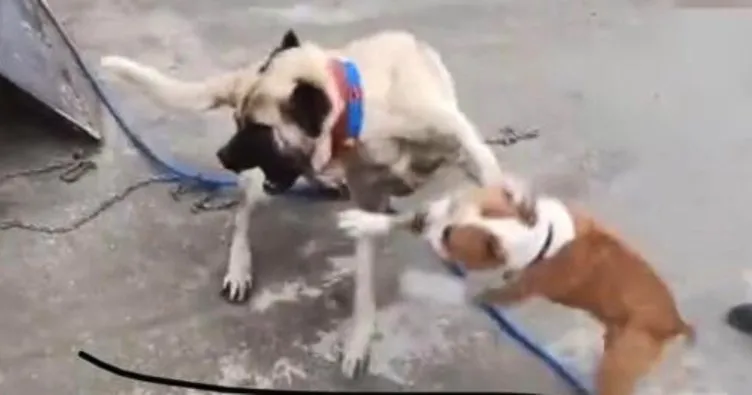 Köpek dövüştüren 3 kişiye 50 bin TL para cezası