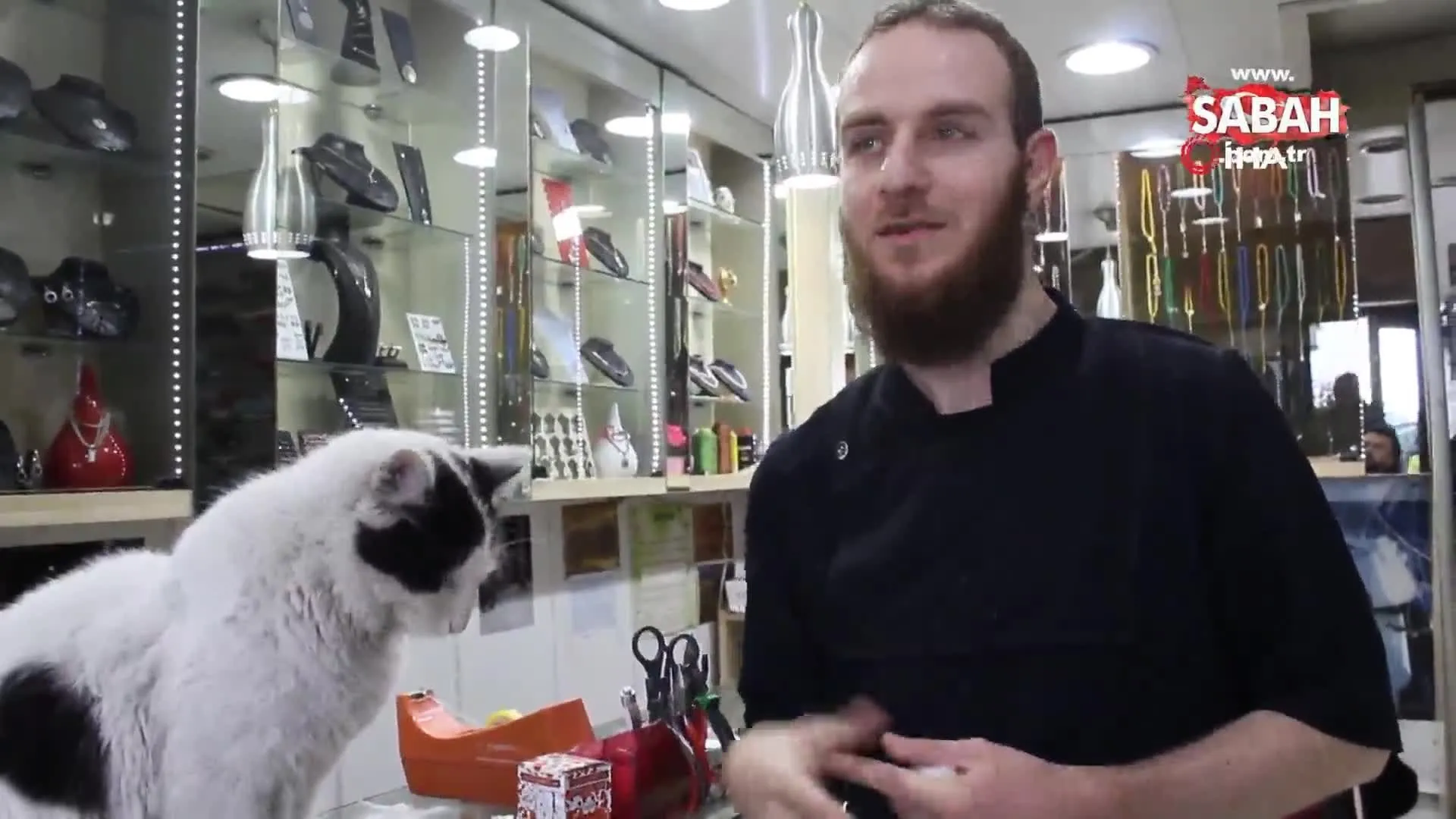 Bu Is Yeri Kedilere Emanet Videosunu Izle Sabah Tv