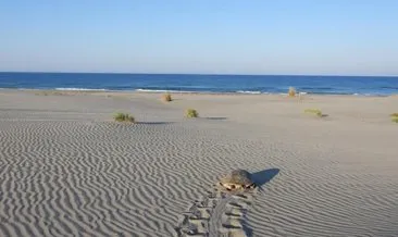 Caretta carettalar’ın yol haritası oldular! Denize gidemeyen kaplumbağaları kurtardılar