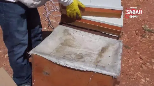 Gramı 500 TL olan arı zehri Adıyaman'da üretilmeye başlandı | Video