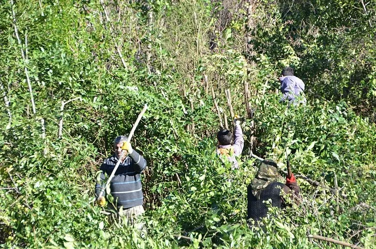 Köy halkı bayram etti!Avrupa ve Amerika’ya 300 ton gönderildi: İlaçta, kozmetikte her şey de kullanılıyor