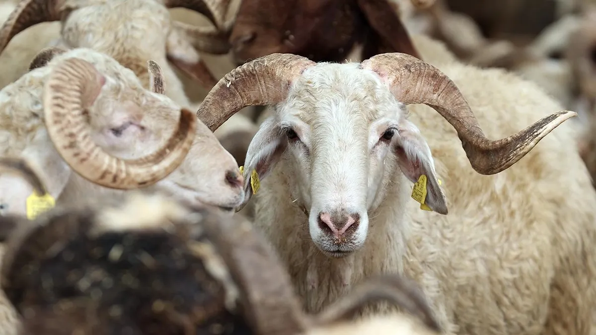 Kurban öncesi şefkat ve hijyen uyarısı