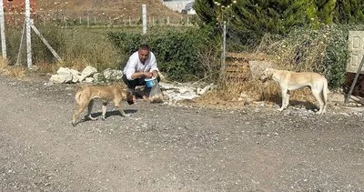 Ahmet Can Çelik’ten sokak hayvanları için çağrı
