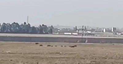 Nusaybin ile Suriye arasındaki mayınlı sınır bölgesinde ilerleyen domuz sürüsü görüntülendi #mardin
