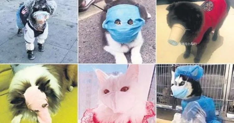 Kedi ve köpeklere maske