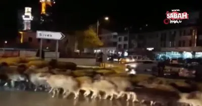 Tokat’ta şehir merkezindeki caddeleri yaylaya göç eden koyun sürüsü doldurdu | Video