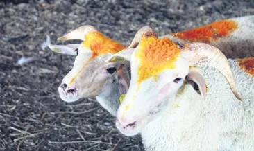 En ucuz kurbanlık 1.000 TL