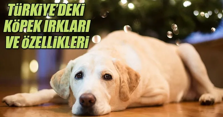 Türkiye’deki köpek ırkları ve özellikleri
