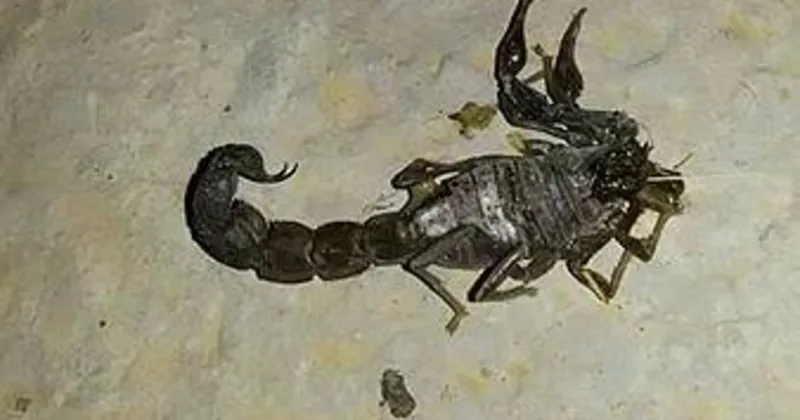 akrepler cogaldi koyluler panige kapildi son dakika yasam haberleri akrepler cogaldi koyluler panige kapildi son dakika yasam haberleri