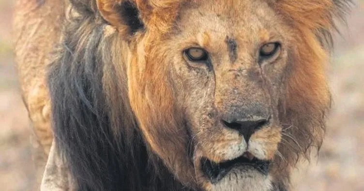 Serengeti’nin kralı Bob Junior’u genç rakipleri öldürdü