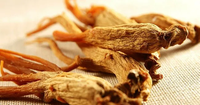 Ginseng nedir, ginseng faydaları nelerdir?