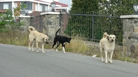Sokak köpekleri dehşeti yaşattı: Hüsnü Kabataş bacaklarından yaralandı!