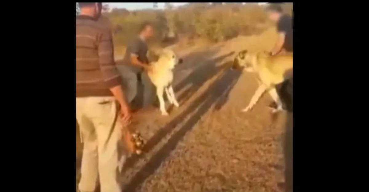 internet sitesi uzerinden kopek dovusu organize ettiler kangal kopegini bahis icin dovusturduler video