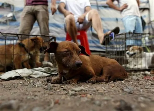 Tüm tepkilere rağmen 'köpek yeme festivali' başladı