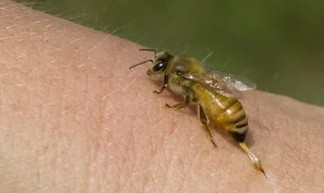 Arı sokmasına dikkat!