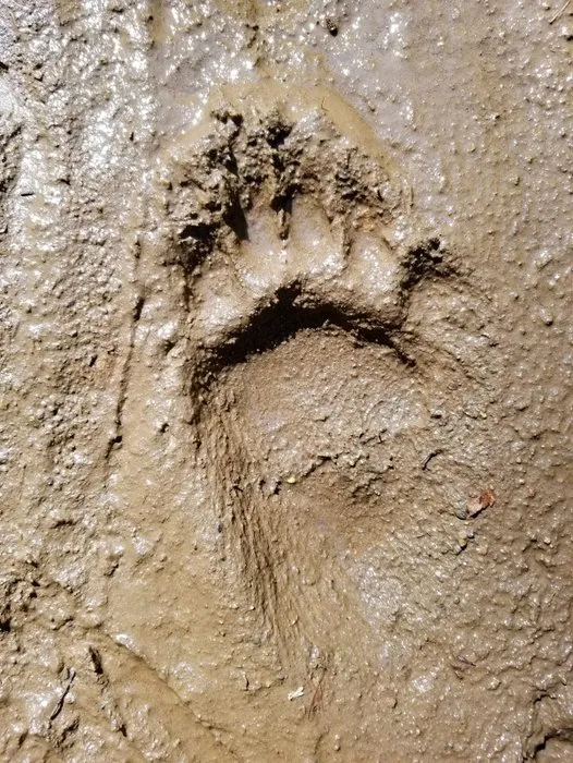 4 milyon yıllık ayak izlerinin sırrı çözüldü!