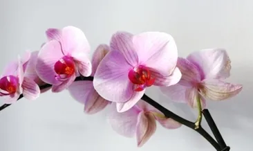 Rüyada rahip görmek ne anlama gelir?