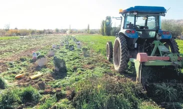 250 ton havuç pazar tezgahlarında