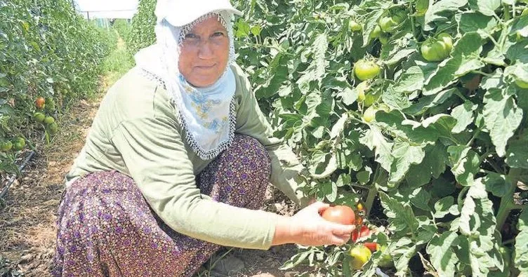 Çamlıyayla’da domates hasadı