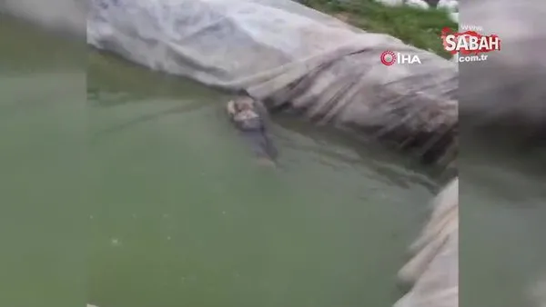 Havuza düşen kangal köpeğini, kardeşi kurtardı...O anlar kamerada | Video