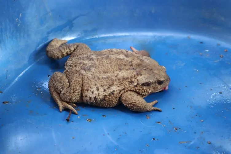 Evinin bahçesinde 20 santimlik kurbağa buldu