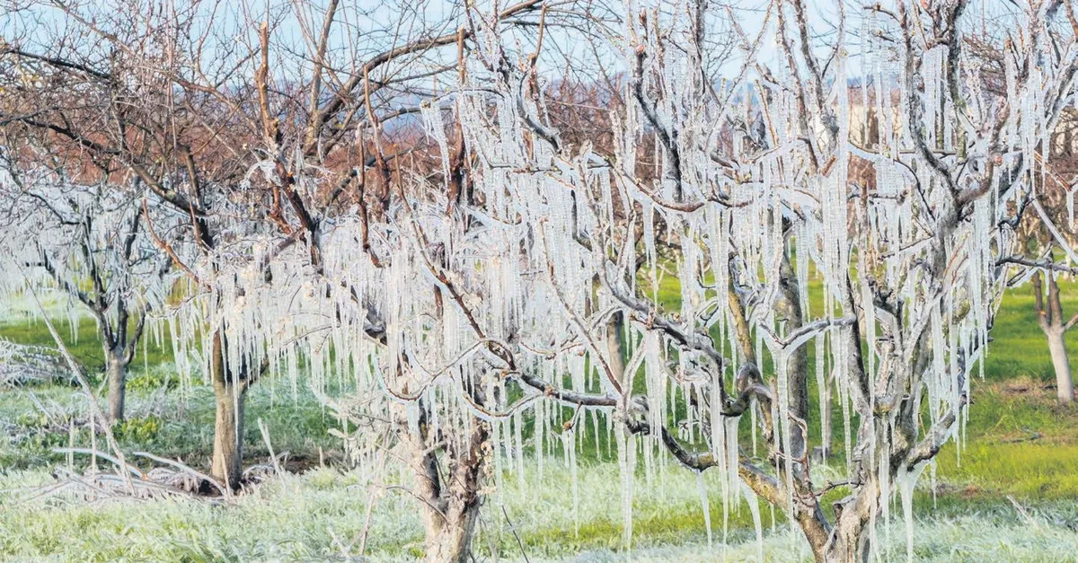 Üreticinin sigortası var! Kalem kalem prim hesabı SABAH'ta