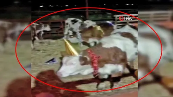 Bursa'da süslediği inekleri yılbaşı kutlaması yapan çiftlik sahibi kamerada | Video
