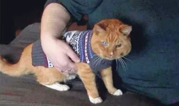 İşte yaşayan en yaşlı kedi