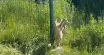 Ardahan Millet Bahçesi’nde tilki kurtarma operasyonu: Güvenlik görevlisi günün kahramanı oldu #ardahan