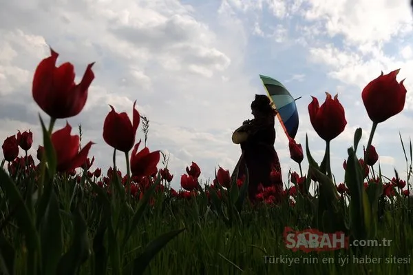 Bingöl'de kırmızı lale zamanı!