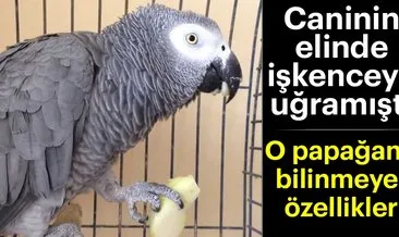 Murat Özdemir’in elinde işkenceye uğrayan papağanın bilinmeyen özellikleri