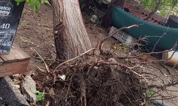 Hortum ağaçları kökünden söktü
