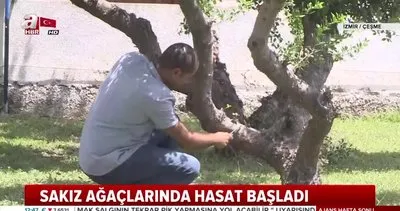 İzmir Çeşme’de sakız ağaçlarından ’Damla sakızı’ hasadı başladı | Video