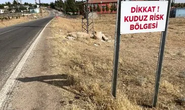 Son dakika haberi: Şanlıurfa'da kuduz köpek alarmı! 4 kişiyi ısırdı, 2 mahalle karantinaya alındı #sanliurfa