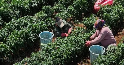 130 yıllık ata tohumunda dev hasat: İtalyanlar sos yapmak için peşine düştü!