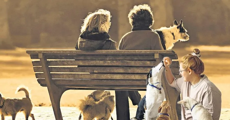 Çocuğun yerini köpek aldı