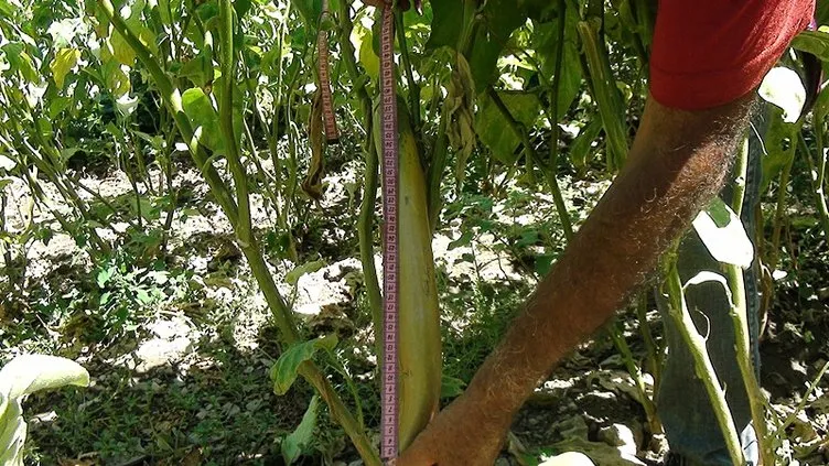 Antalyalı çiftçi ata tohumlarıyla 52 santimetre boyunda patlıcan yetiştirdi: Bu patlıcanın böyle olduğuna ben dahi inanamadım!