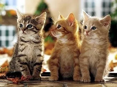 Erkek Ve Disi Kedi Isimleri En Guzel Populer Erkek Ve Kiz Kedi Isimleri Onerileri Listesi Galeri Yasam