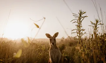Nesli tükenmiş tür keşfedildi!